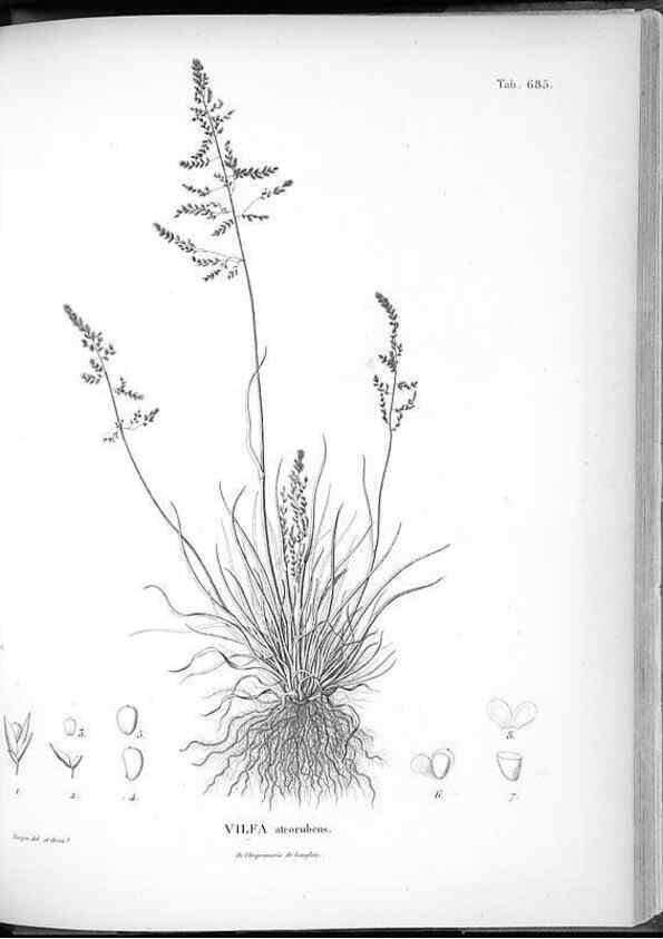Reproducción/Reproduction 49556913632: Nova genera et species plantarum :. Antverpiae :Ex officina Christophori Plantini ...,1576.. 