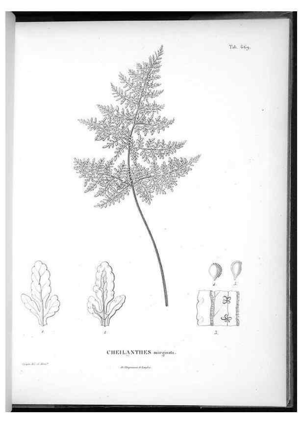 Reproducción/Reproduction 49556910342: Nova genera et species plantarum :. Antverpiae :Ex officina Christophori Plantini ...,1576.. 