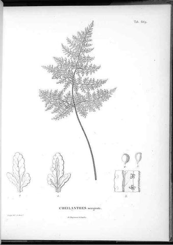 Reproducción/Reproduction 49556910342: Nova genera et species plantarum :. Antverpiae :Ex officina Christophori Plantini ...,1576.. 