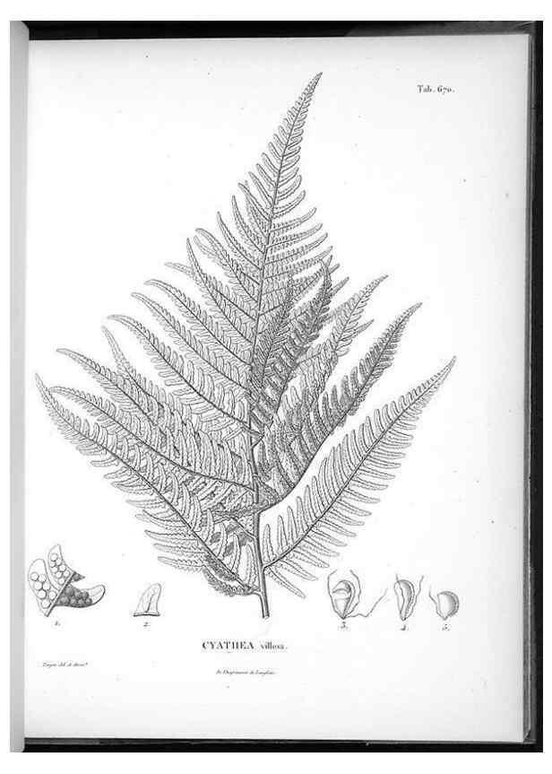 Reproducción/Reproduction 49556910502: Nova genera et species plantarum :. Antverpiae :Ex officina Christophori Plantini ...,1576.. 