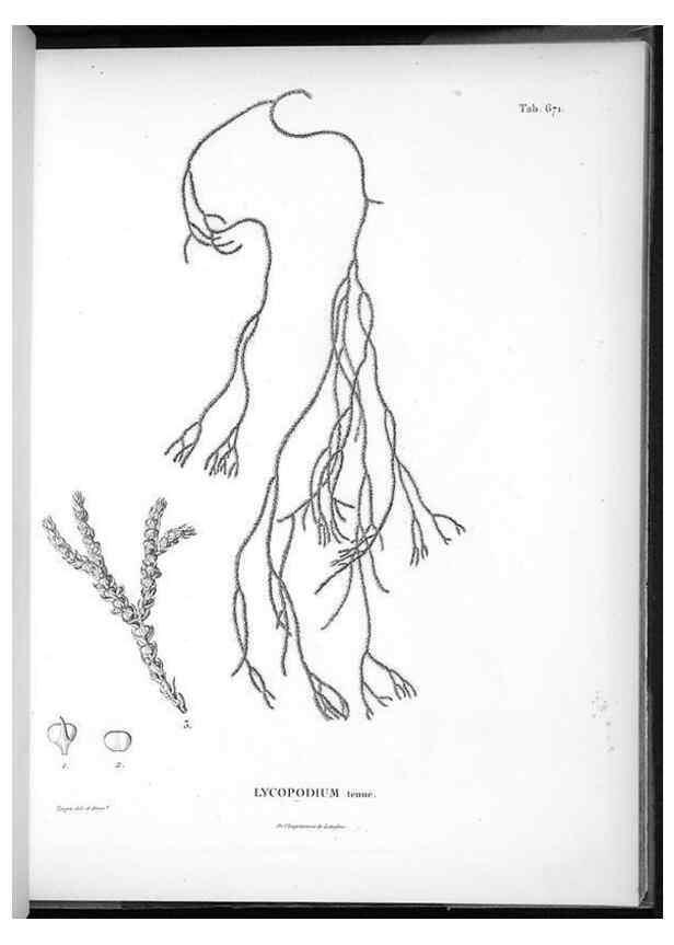 Reproducción/Reproduction 49556910697: Nova genera et species plantarum :. Antverpiae :Ex officina Christophori Plantini ...,1576.. 