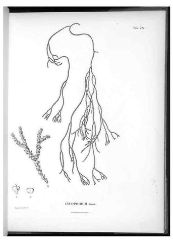 Reproducción/Reproduction 49556910697: Nova genera et species plantarum :. Antverpiae :Ex officina Christophori Plantini ...,1576.. 