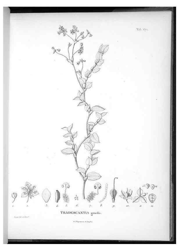 Reproducción/Reproduction 49556910887: Nova genera et species plantarum :. Antverpiae :Ex officina Christophori Plantini ...,1576.. 