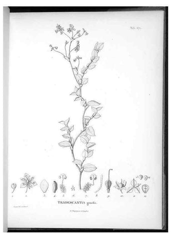 Reproducción/Reproduction 49556910887: Nova genera et species plantarum :. Antverpiae :Ex officina Christophori Plantini ...,1576.. 