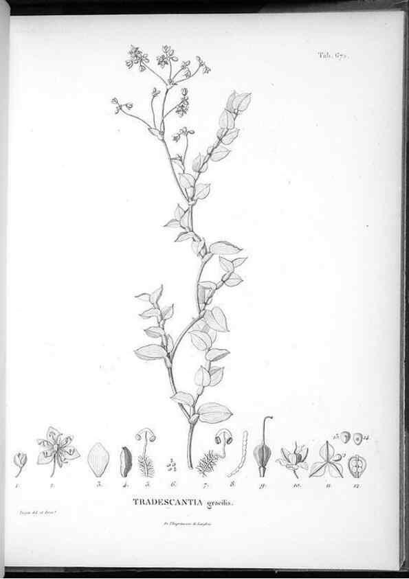 Reproducción/Reproduction 49556910887: Nova genera et species plantarum :. Antverpiae :Ex officina Christophori Plantini ...,1576.. 