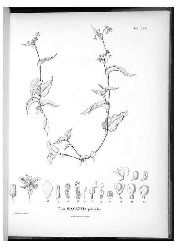 Reproducción/Reproduction 49556176753: Nova genera et species plantarum :. Antverpiae :Ex officina Christophori Plantini ...,1576.. 