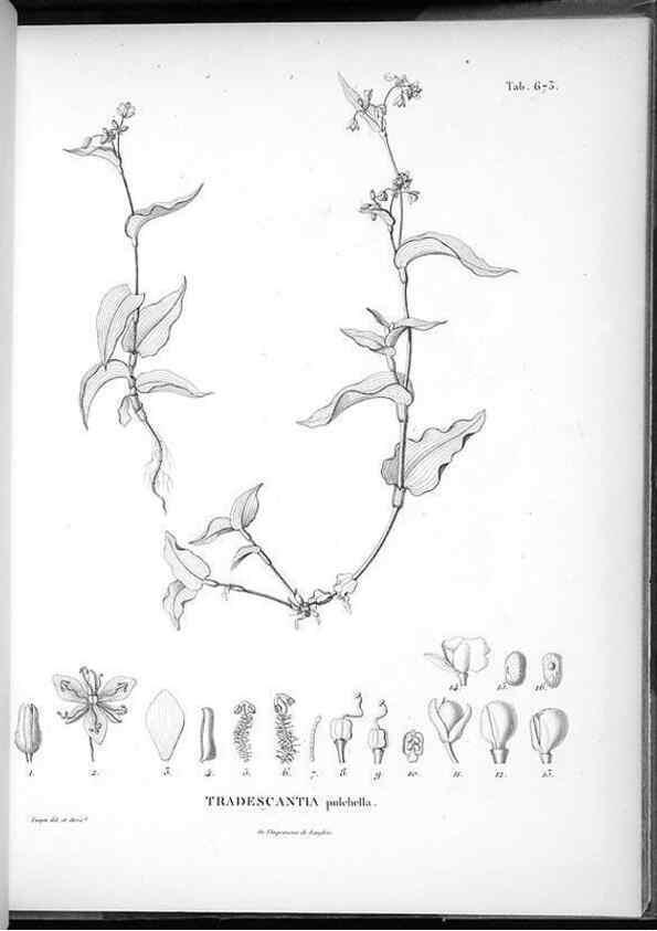 Reproducción/Reproduction 49556176753: Nova genera et species plantarum :. Antverpiae :Ex officina Christophori Plantini ...,1576.. 