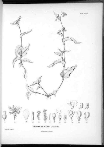 Reproducción/Reproduction 49556176753: Nova genera et species plantarum :. Antverpiae :Ex officina Christophori Plantini ...,1576.. 