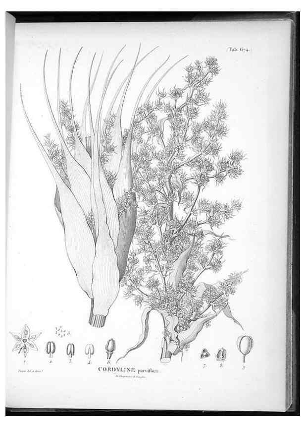 Reproducción/Reproduction 49556911247: Nova genera et species plantarum :. Antverpiae :Ex officina Christophori Plantini ...,1576.. 