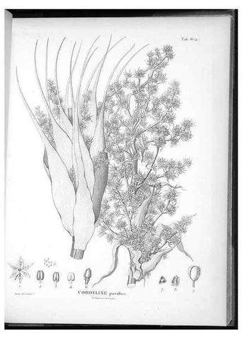 Reproducción/Reproduction 49556911247: Nova genera et species plantarum :. Antverpiae :Ex officina Christophori Plantini ...,1576.. 
