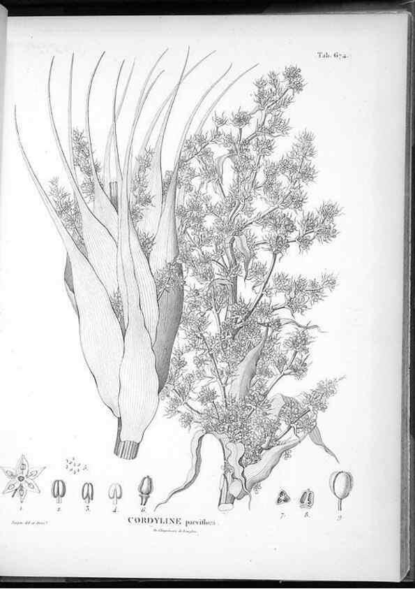 Reproducción/Reproduction 49556911247: Nova genera et species plantarum :. Antverpiae :Ex officina Christophori Plantini ...,1576.. 