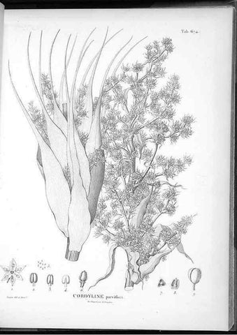Reproducción/Reproduction 49556911247: Nova genera et species plantarum :. Antverpiae :Ex officina Christophori Plantini ...,1576.. 