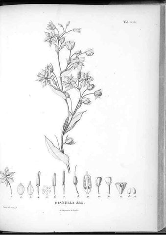 Reproducción/Reproduction 49556911497: Nova genera et species plantarum :. Antverpiae :Ex officina Christophori Plantini ...,1576.. 