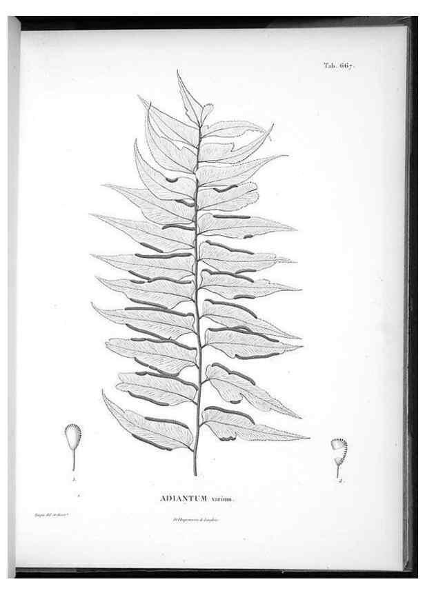 Reproducción/Reproduction 49556909967: Nova genera et species plantarum :. Antverpiae :Ex officina Christophori Plantini ...,1576.. 