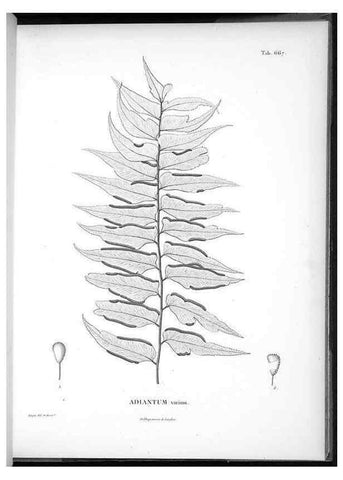 Reproducción/Reproduction 49556909967: Nova genera et species plantarum :. Antverpiae :Ex officina Christophori Plantini ...,1576.. 