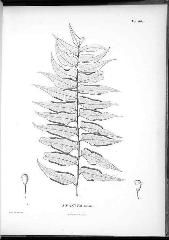 Reproducción/Reproduction 49556909967: Nova genera et species plantarum :. Antverpiae :Ex officina Christophori Plantini ...,1576.. 