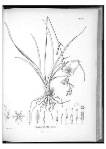 Reproducción/Reproduction 49556911752: Nova genera et species plantarum :. Antverpiae :Ex officina Christophori Plantini ...,1576.. 