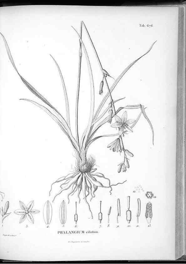 Reproducción/Reproduction 49556911752: Nova genera et species plantarum :. Antverpiae :Ex officina Christophori Plantini ...,1576.. 