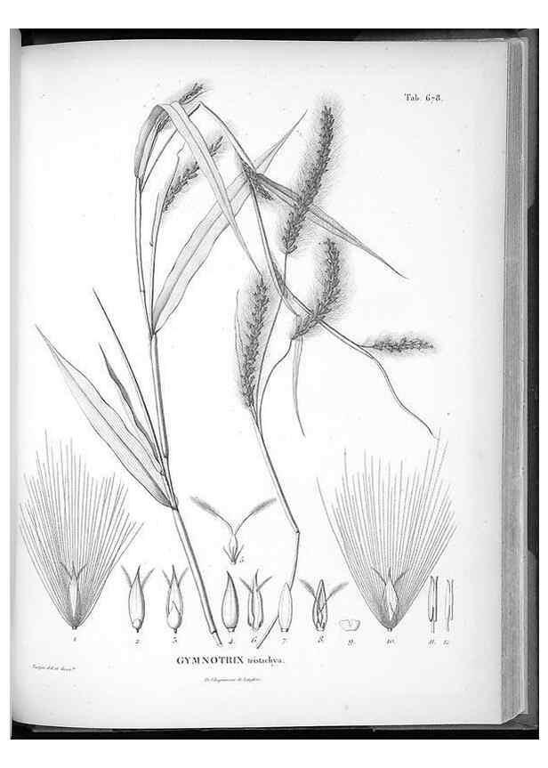 Reproducción/Reproduction 49556674781: Nova genera et species plantarum :. Antverpiae :Ex officina Christophori Plantini ...,1576.. 