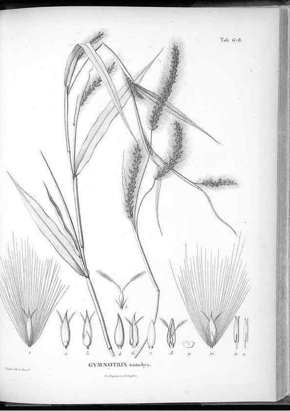 Reproducción/Reproduction 49556674781: Nova genera et species plantarum :. Antverpiae :Ex officina Christophori Plantini ...,1576.. 