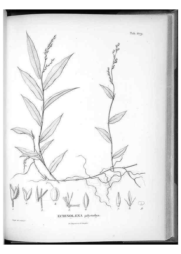 Reproducción/Reproduction 49556178038: Nova genera et species plantarum :. Antverpiae :Ex officina Christophori Plantini ...,1576.. 