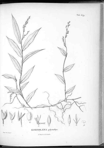 Reproducción/Reproduction 49556178038: Nova genera et species plantarum :. Antverpiae :Ex officina Christophori Plantini ...,1576.. 