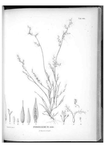 Reproducción/Reproduction 49556178343: Nova genera et species plantarum :. Antverpiae :Ex officina Christophori Plantini ...,1576.. 
