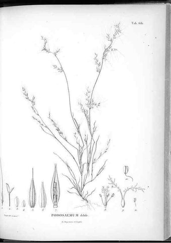 Reproducción/Reproduction 49556178343: Nova genera et species plantarum :. Antverpiae :Ex officina Christophori Plantini ...,1576.. 