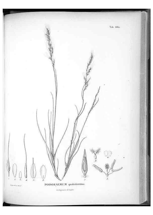 Reproducción/Reproduction 49556913012: Nova genera et species plantarum :. Antverpiae :Ex officina Christophori Plantini ...,1576.. 