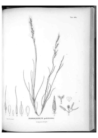 Reproducción/Reproduction 49556913012: Nova genera et species plantarum :. Antverpiae :Ex officina Christophori Plantini ...,1576.. 