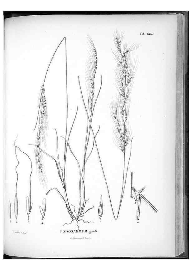 Reproducción/Reproduction 49556913217: Nova genera et species plantarum :. Antverpiae :Ex officina Christophori Plantini ...,1576.. 