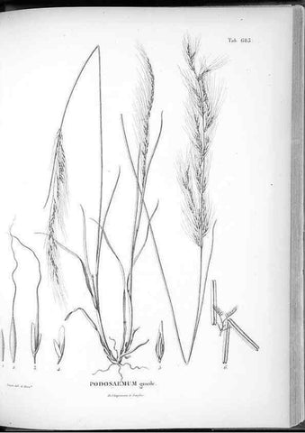 Reproducción/Reproduction 49556913217: Nova genera et species plantarum :. Antverpiae :Ex officina Christophori Plantini ...,1576.. 