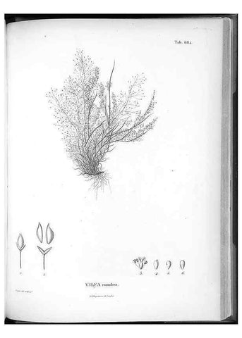 Reproducción/Reproduction 49556913442: Nova genera et species plantarum :. Antverpiae :Ex officina Christophori Plantini ...,1576.. 