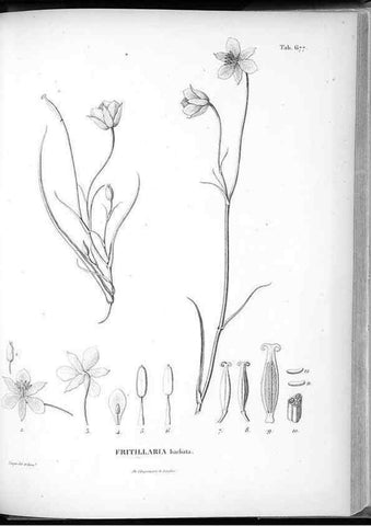 Reproducción/Reproduction 49556911977: Nova genera et species plantarum :. Antverpiae :Ex officina Christophori Plantini ...,1576.. 