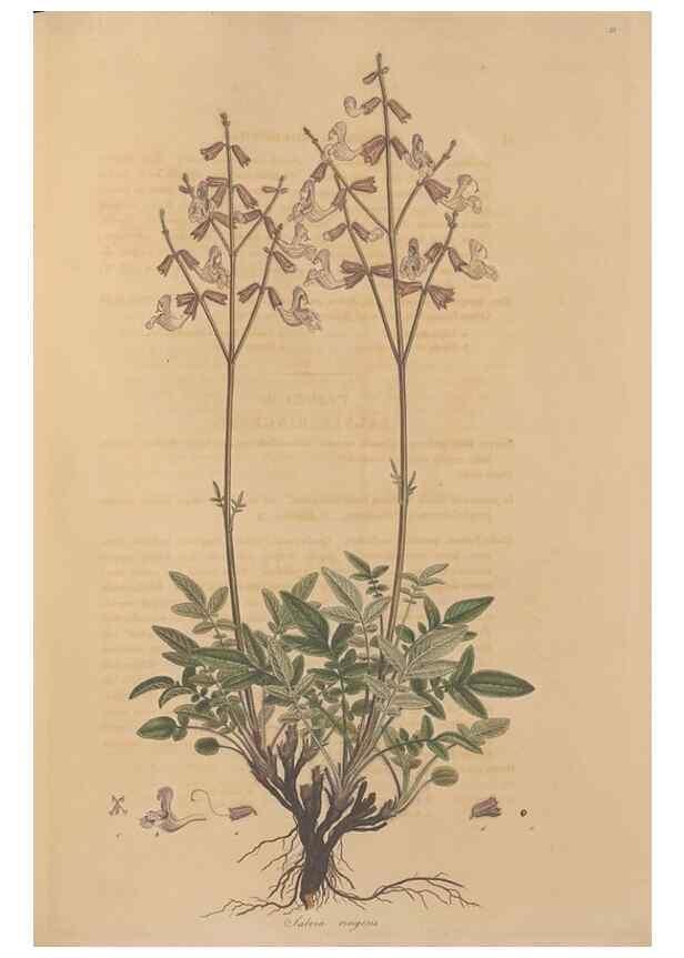 Reproducción/Reproduction 49557004732: Flora Graeca, sive, Plantarum rariorum historia, quas in provinciis aut insulis Graeciae /. Londini :Typis Richardi Taylor et socii, in Vico Shoe-Lane :MDCCCVI-MDCCCXL [1806-1840].. 