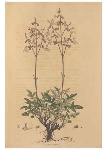Reproducción/Reproduction 49557004732: Flora Graeca, sive, Plantarum rariorum historia, quas in provinciis aut insulis Graeciae /. Londini :Typis Richardi Taylor et socii, in Vico Shoe-Lane :MDCCCVI-MDCCCXL [1806-1840].. 