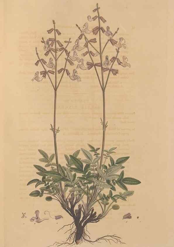 Reproducción/Reproduction 49557004732: Flora Graeca, sive, Plantarum rariorum historia, quas in provinciis aut insulis Graeciae /. Londini :Typis Richardi Taylor et socii, in Vico Shoe-Lane :MDCCCVI-MDCCCXL [1806-1840].. 