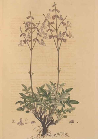 Reproducción/Reproduction 49557004732: Flora Graeca, sive, Plantarum rariorum historia, quas in provinciis aut insulis Graeciae /. Londini :Typis Richardi Taylor et socii, in Vico Shoe-Lane :MDCCCVI-MDCCCXL [1806-1840].. 