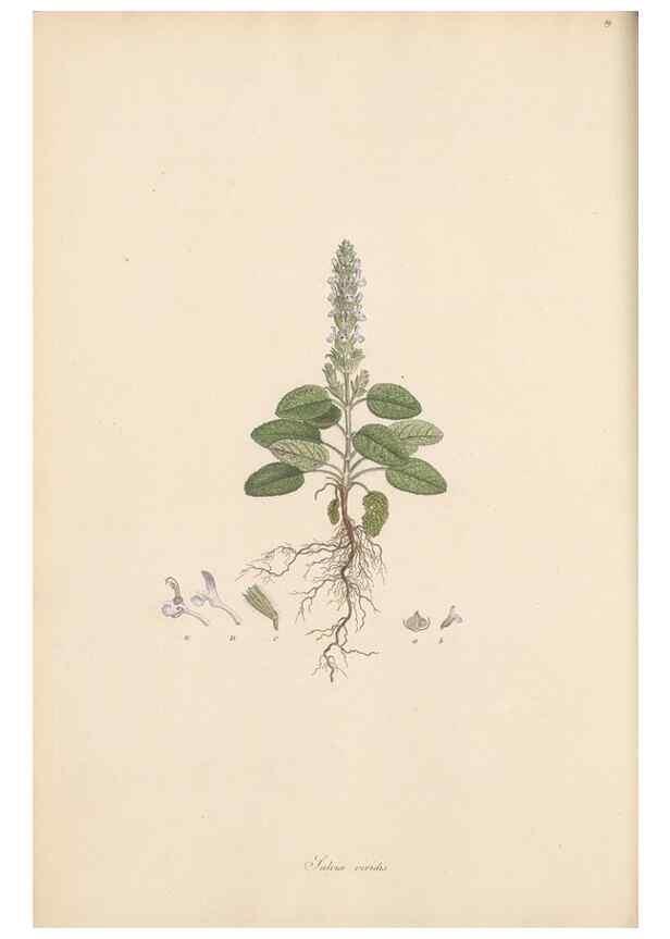 Reproducción/Reproduction 49556768121: Flora Graeca, sive, Plantarum rariorum historia, quas in provinciis aut insulis Graeciae /. Londini :Typis Richardi Taylor et socii, in Vico Shoe-Lane :MDCCCVI-MDCCCXL [1806-1840].. 