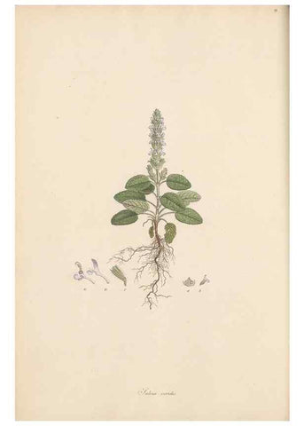 Reproducción/Reproduction 49556768121: Flora Graeca, sive, Plantarum rariorum historia, quas in provinciis aut insulis Graeciae /. Londini :Typis Richardi Taylor et socii, in Vico Shoe-Lane :MDCCCVI-MDCCCXL [1806-1840].. 