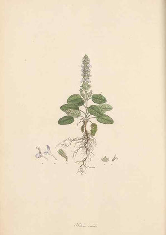 Reproducción/Reproduction 49556768121: Flora Graeca, sive, Plantarum rariorum historia, quas in provinciis aut insulis Graeciae /. Londini :Typis Richardi Taylor et socii, in Vico Shoe-Lane :MDCCCVI-MDCCCXL [1806-1840].. 