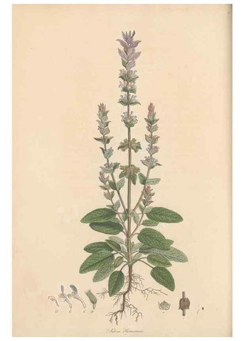 Reproducción/Reproduction 49556768416: Flora Graeca, sive, Plantarum rariorum historia, quas in provinciis aut insulis Graeciae /. Londini :Typis Richardi Taylor et socii, in Vico Shoe-Lane :MDCCCVI-MDCCCXL [1806-1840].. 