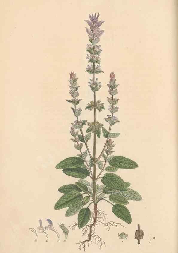 Reproducción/Reproduction 49556768416: Flora Graeca, sive, Plantarum rariorum historia, quas in provinciis aut insulis Graeciae /. Londini :Typis Richardi Taylor et socii, in Vico Shoe-Lane :MDCCCVI-MDCCCXL [1806-1840].. 