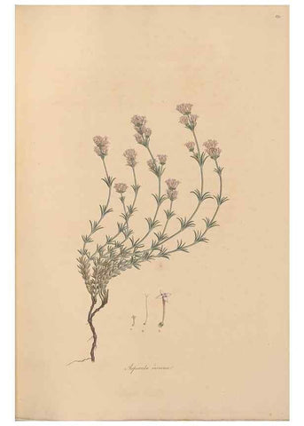 Reproducción/Reproduction 49556366883: Flora Graeca, sive, Plantarum rariorum historia, quas in provinciis aut insulis Graeciae /. Londini :Typis Richardi Taylor et socii, in Vico Shoe-Lane :MDCCCVI-MDCCCXL [1806-1840].. 