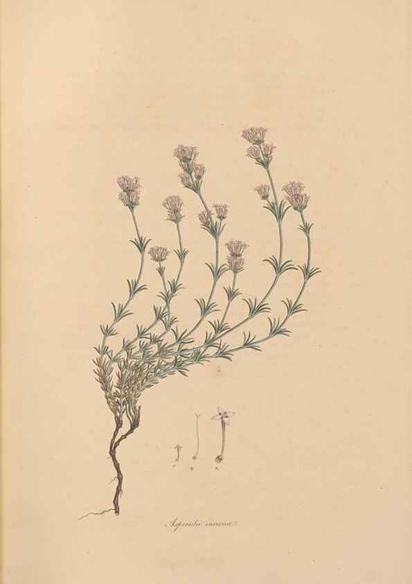 Reproducción/Reproduction 49556366883: Flora Graeca, sive, Plantarum rariorum historia, quas in provinciis aut insulis Graeciae /. Londini :Typis Richardi Taylor et socii, in Vico Shoe-Lane :MDCCCVI-MDCCCXL [1806-1840].. 
