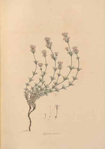 Reproducción/Reproduction 49556366883: Flora Graeca, sive, Plantarum rariorum historia, quas in provinciis aut insulis Graeciae /. Londini :Typis Richardi Taylor et socii, in Vico Shoe-Lane :MDCCCVI-MDCCCXL [1806-1840].. 