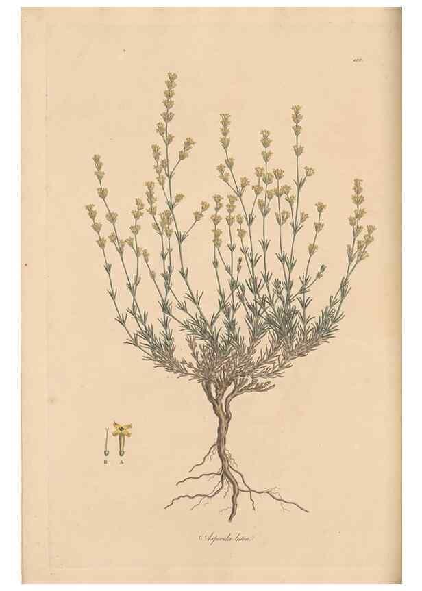Reproducción/Reproduction 49556367288: Flora Graeca, sive, Plantarum rariorum historia, quas in provinciis aut insulis Graeciae /. Londini :Typis Richardi Taylor et socii, in Vico Shoe-Lane :MDCCCVI-MDCCCXL [1806-1840].. 