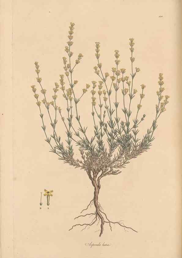 Reproducción/Reproduction 49556367288: Flora Graeca, sive, Plantarum rariorum historia, quas in provinciis aut insulis Graeciae /. Londini :Typis Richardi Taylor et socii, in Vico Shoe-Lane :MDCCCVI-MDCCCXL [1806-1840].. 