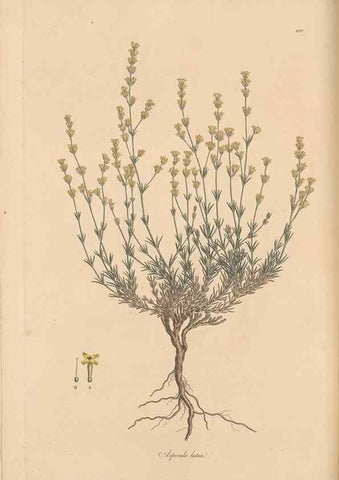Reproducción/Reproduction 49556367288: Flora Graeca, sive, Plantarum rariorum historia, quas in provinciis aut insulis Graeciae /. Londini :Typis Richardi Taylor et socii, in Vico Shoe-Lane :MDCCCVI-MDCCCXL [1806-1840].. 