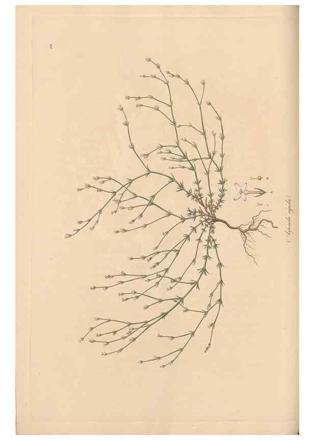 Reproducción/Reproduction 49556367593: Flora Graeca, sive, Plantarum rariorum historia, quas in provinciis aut insulis Graeciae /. Londini :Typis Richardi Taylor et socii, in Vico Shoe-Lane :MDCCCVI-MDCCCXL [1806-1840].. 
